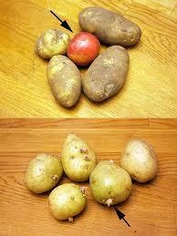 Appple in potatoes